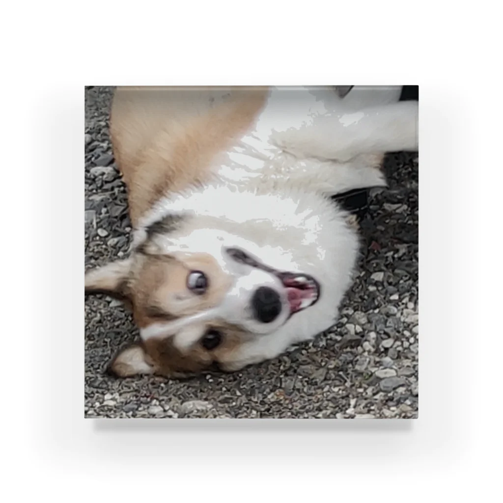 コーギーショップの変顔なコーギー犬ロック アクリルブロック