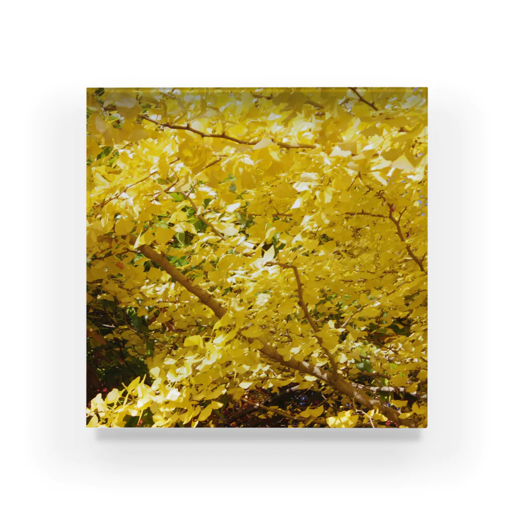 Studio  BLUEのYellow ー紅葉ー Acrylic Block