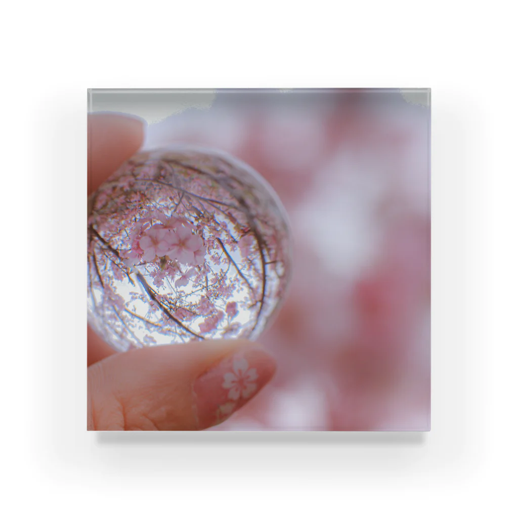 なつなみのガラス玉桜 Acrylic Block