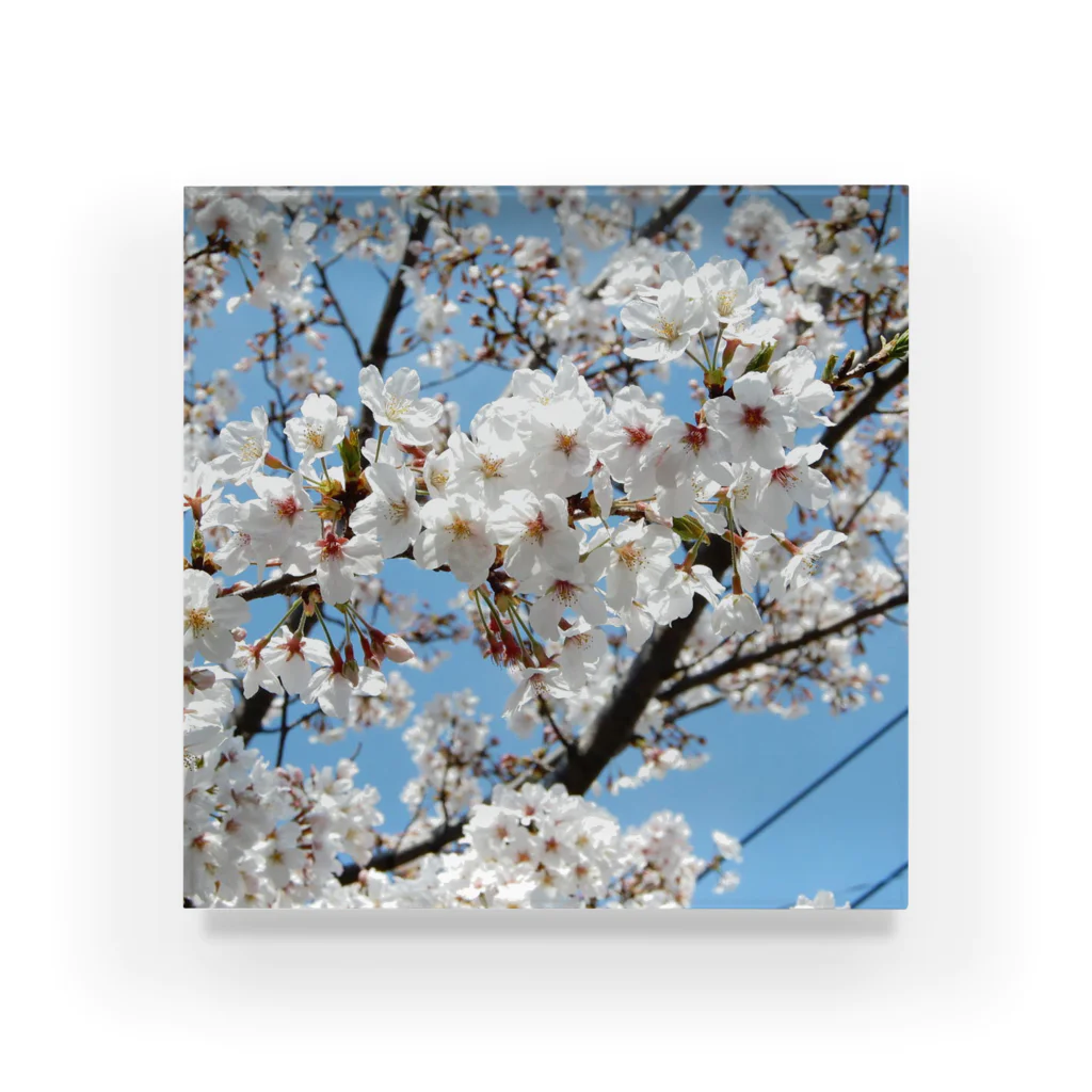 3A5のcherryblossoms2_aR アクリルブロック