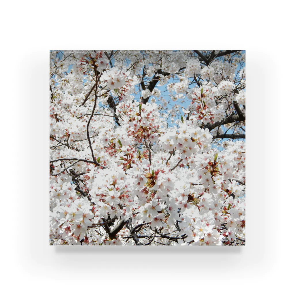 3A5のcherryblossoms3_aR Acrylic Block