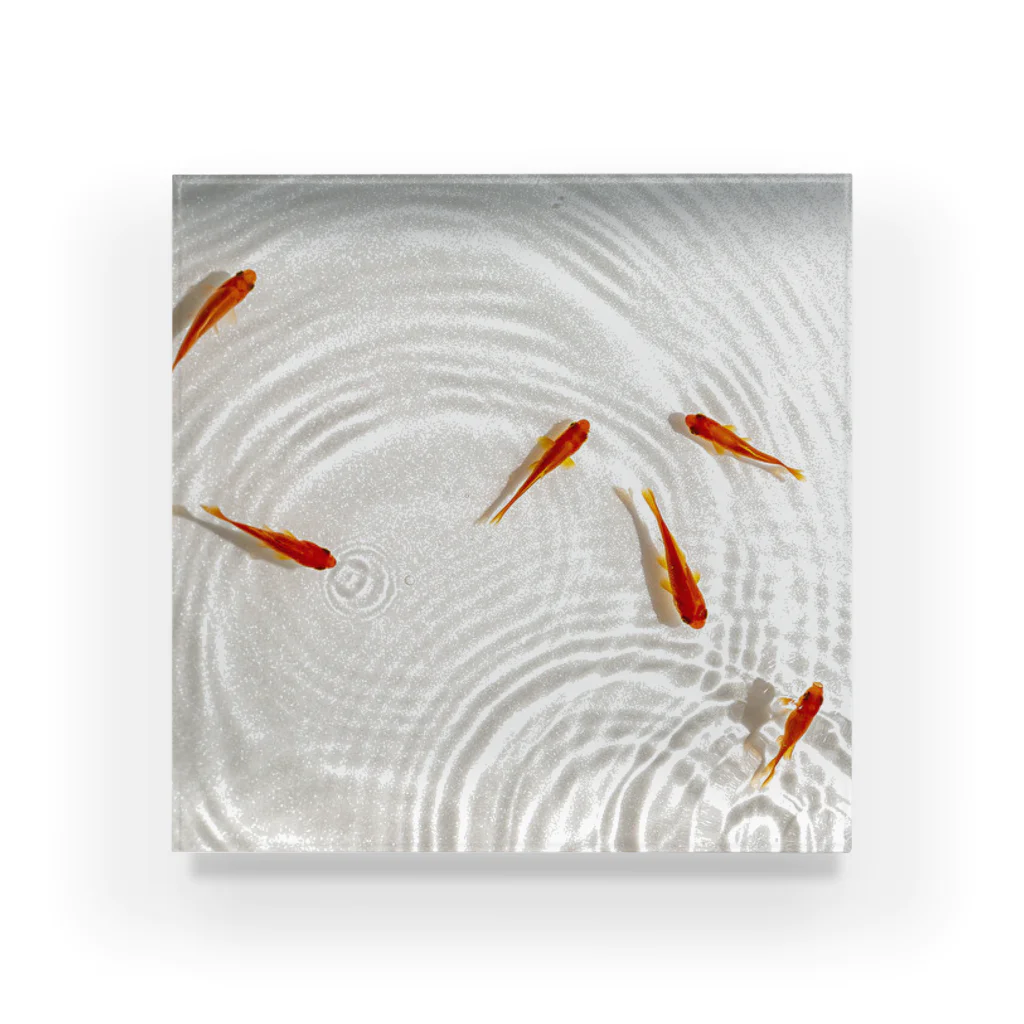 HOKO-ANの泳ぐ金魚2 Acrylic Block