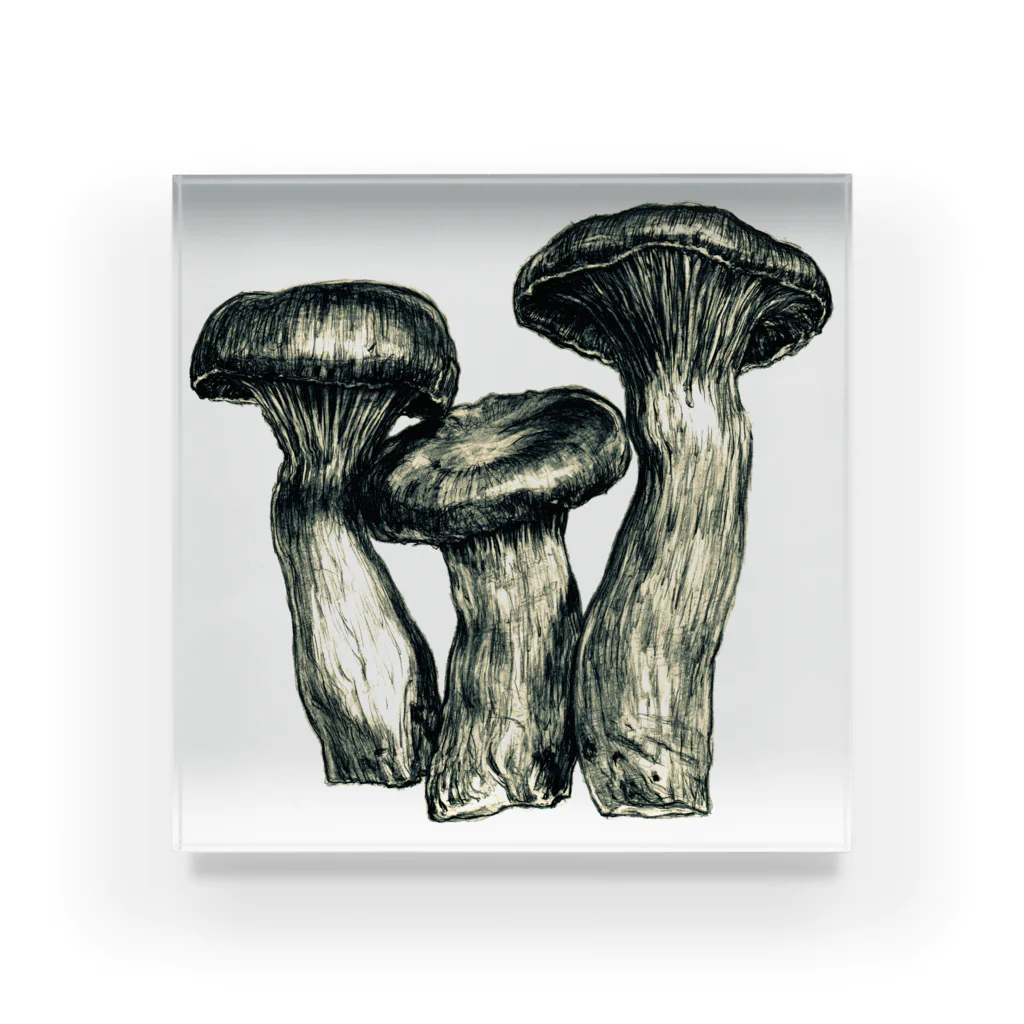 [ DDitBBD. ]のPleurotus eryngii Acrylic Block