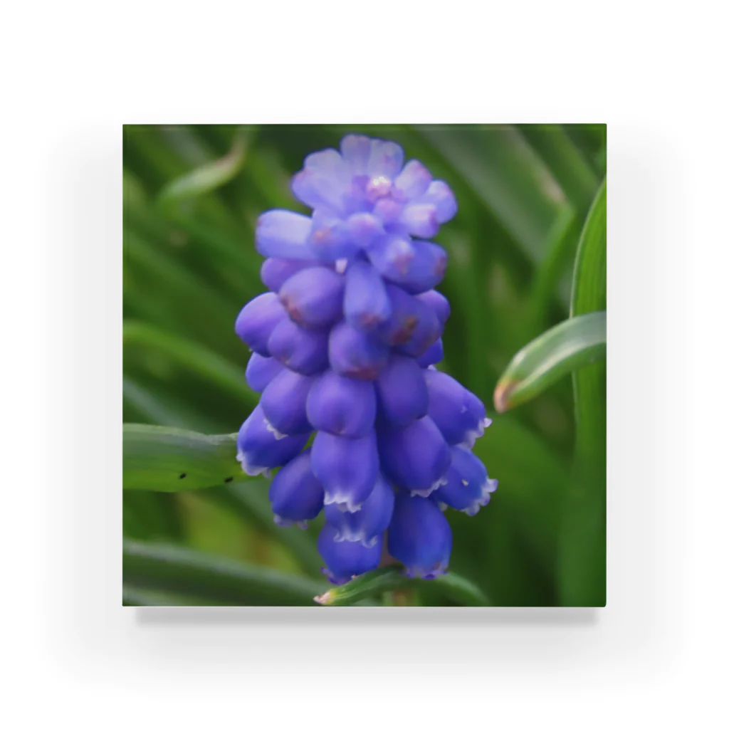 でおきしりぼ子の実験室のMuscari botryoides(1:1) Acrylic Block