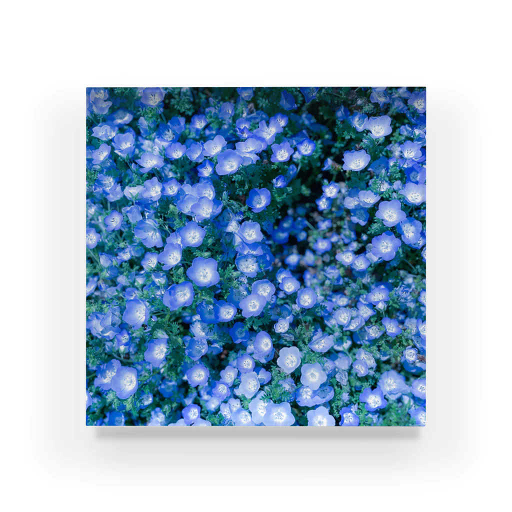 さくらいろのうさぎのnemophila アクリルブロック