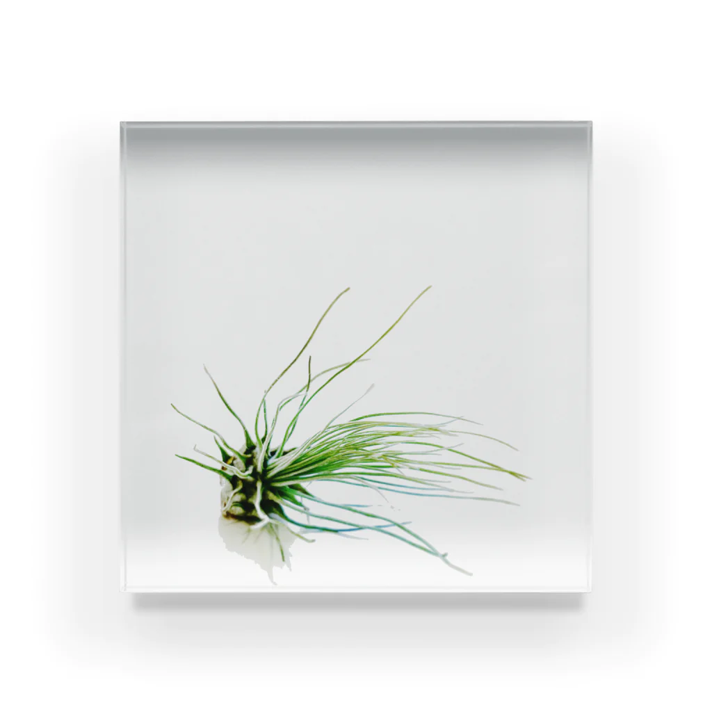 a.c.a.botanicalのTillandsia Acrylic Block