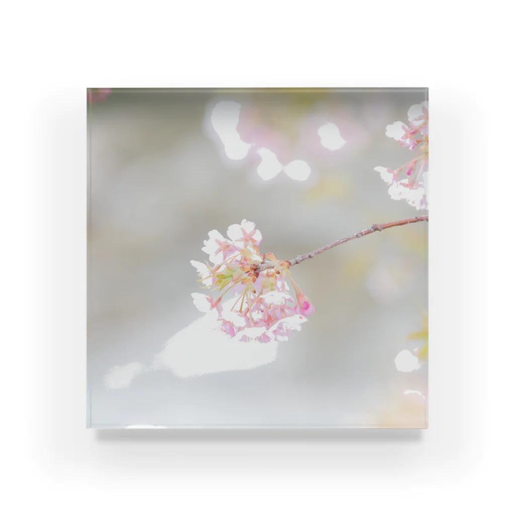 M's photographyのキラキラの桜 Acrylic Block