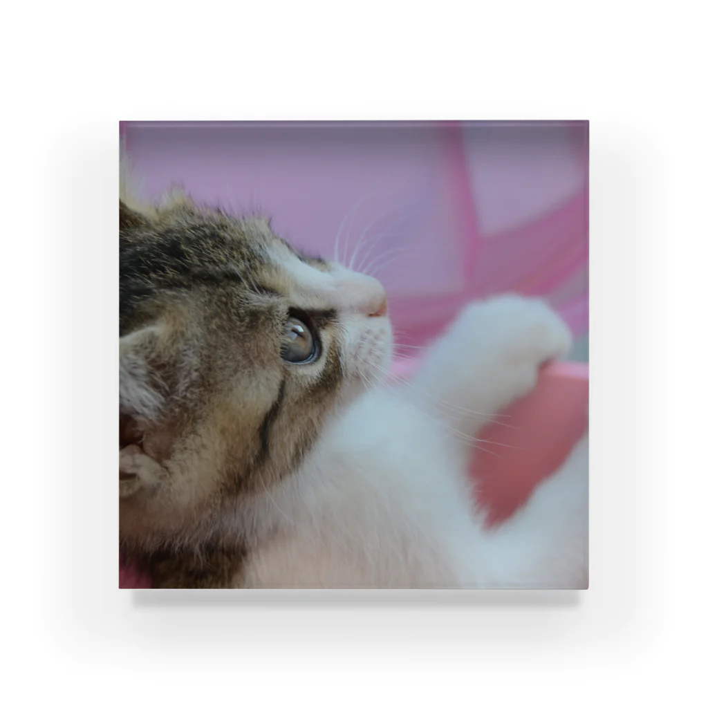 M's photographyの見上げる子猫 Acrylic Block