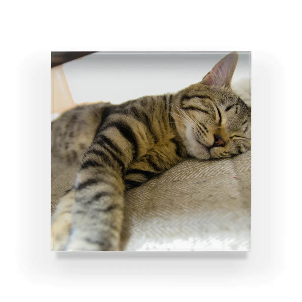 M's photographyの眠る子猫 Acrylic Block