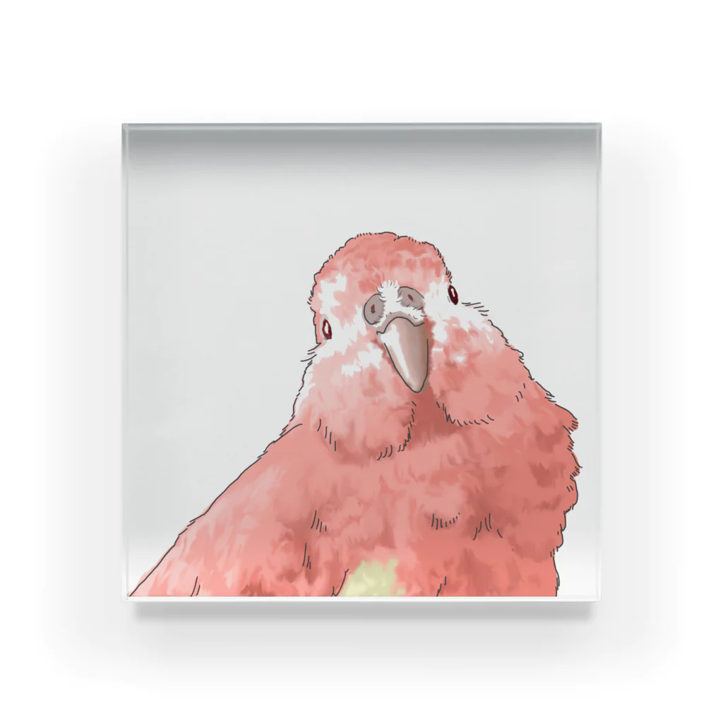 アキクサインコのチャムのアキクサインコのチャム（首かしげ） Acrylic Block