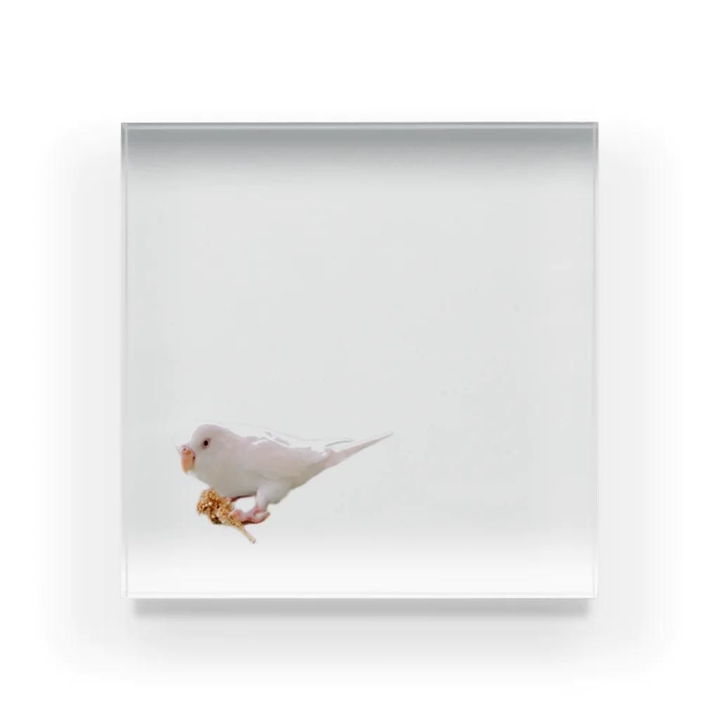 インコまるけのえりちゃん Acrylic Block