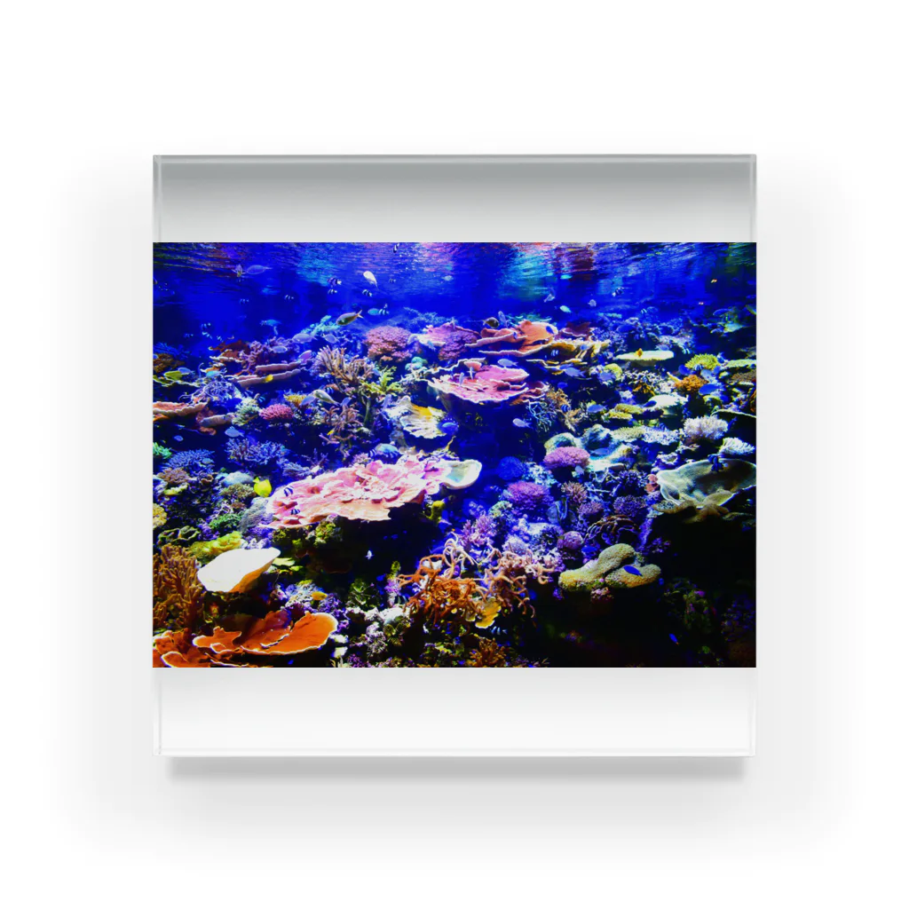 3㌢の珊瑚の極彩色 アクリルブロック