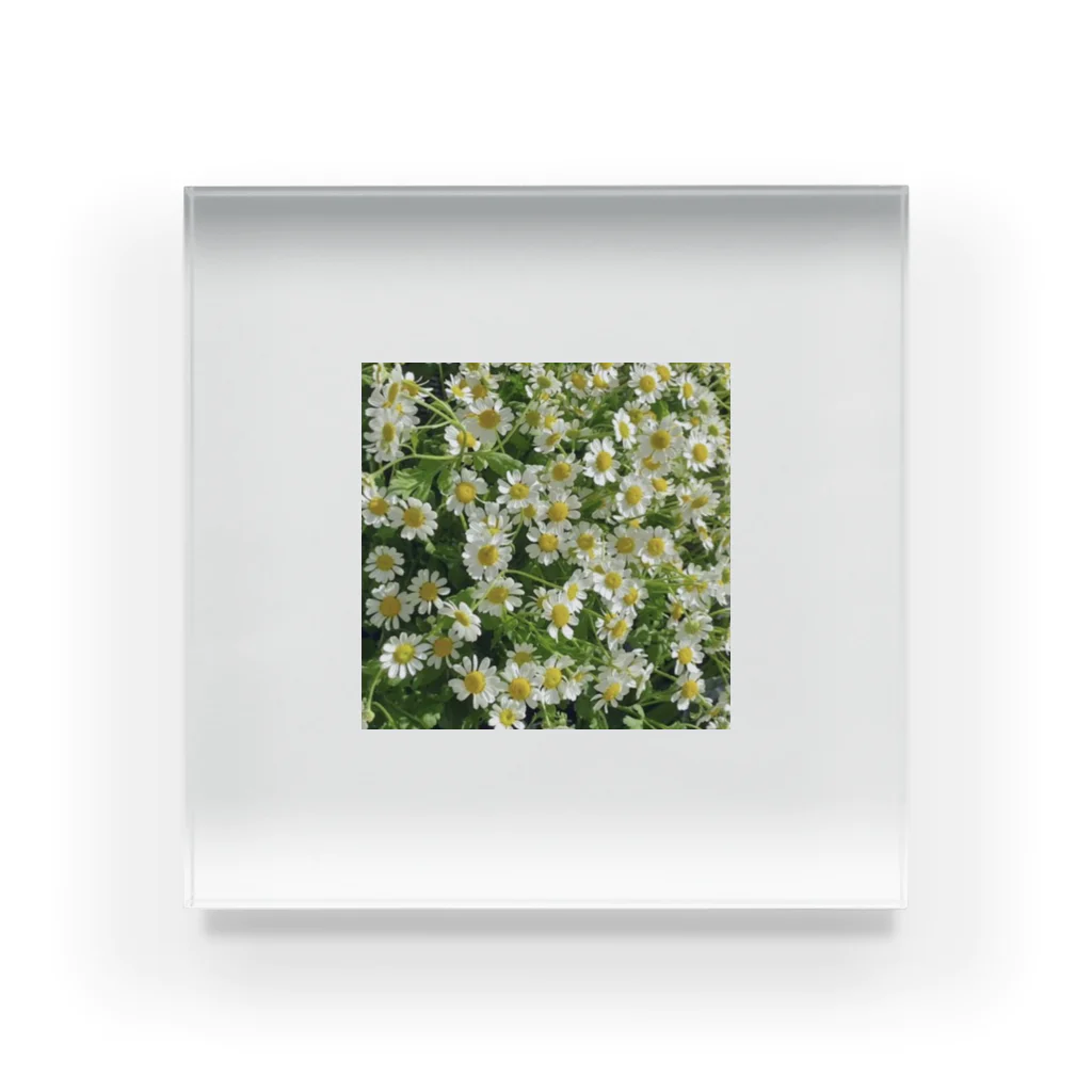 amekoamenokoのflower Acrylic Block