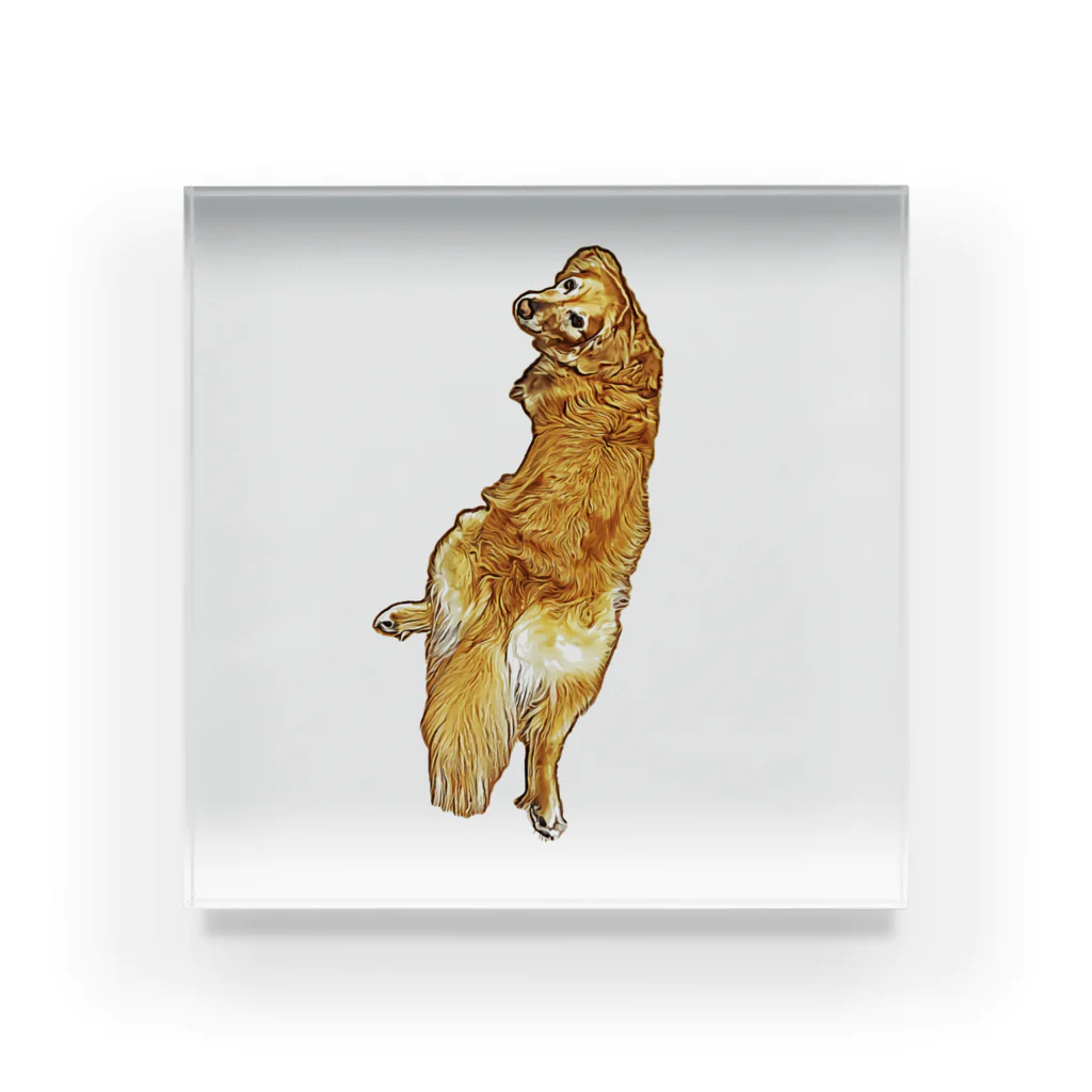 flatcoatedretrieverのgolden retriever Acrylic Block