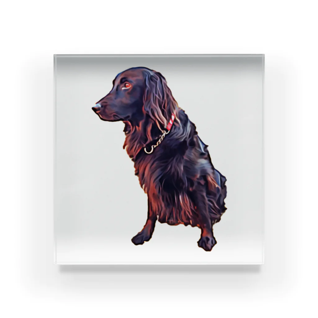 flatcoatedretrieverのflatcoated retriever アクリルブロック