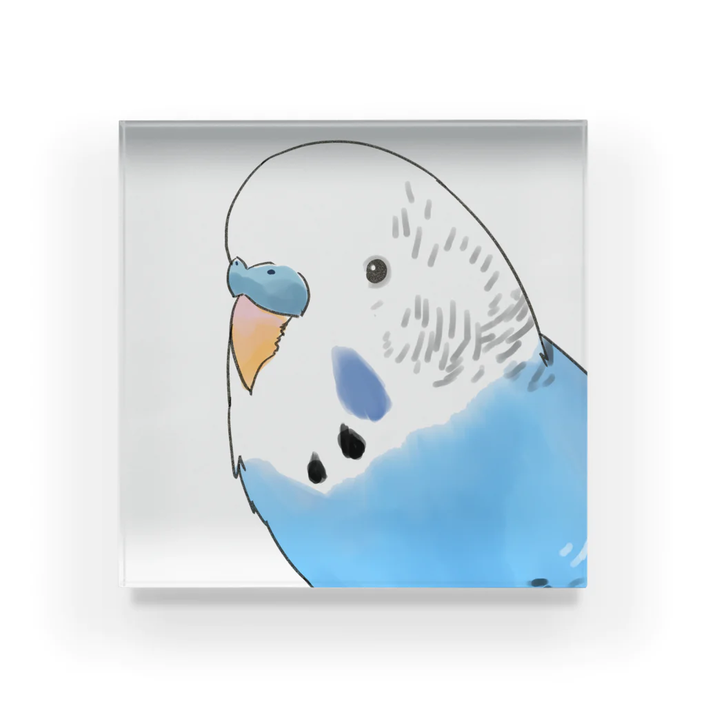 まめるりはことりの見つめるセキセイインコちゃん【まめるりはことり】 Acrylic Block