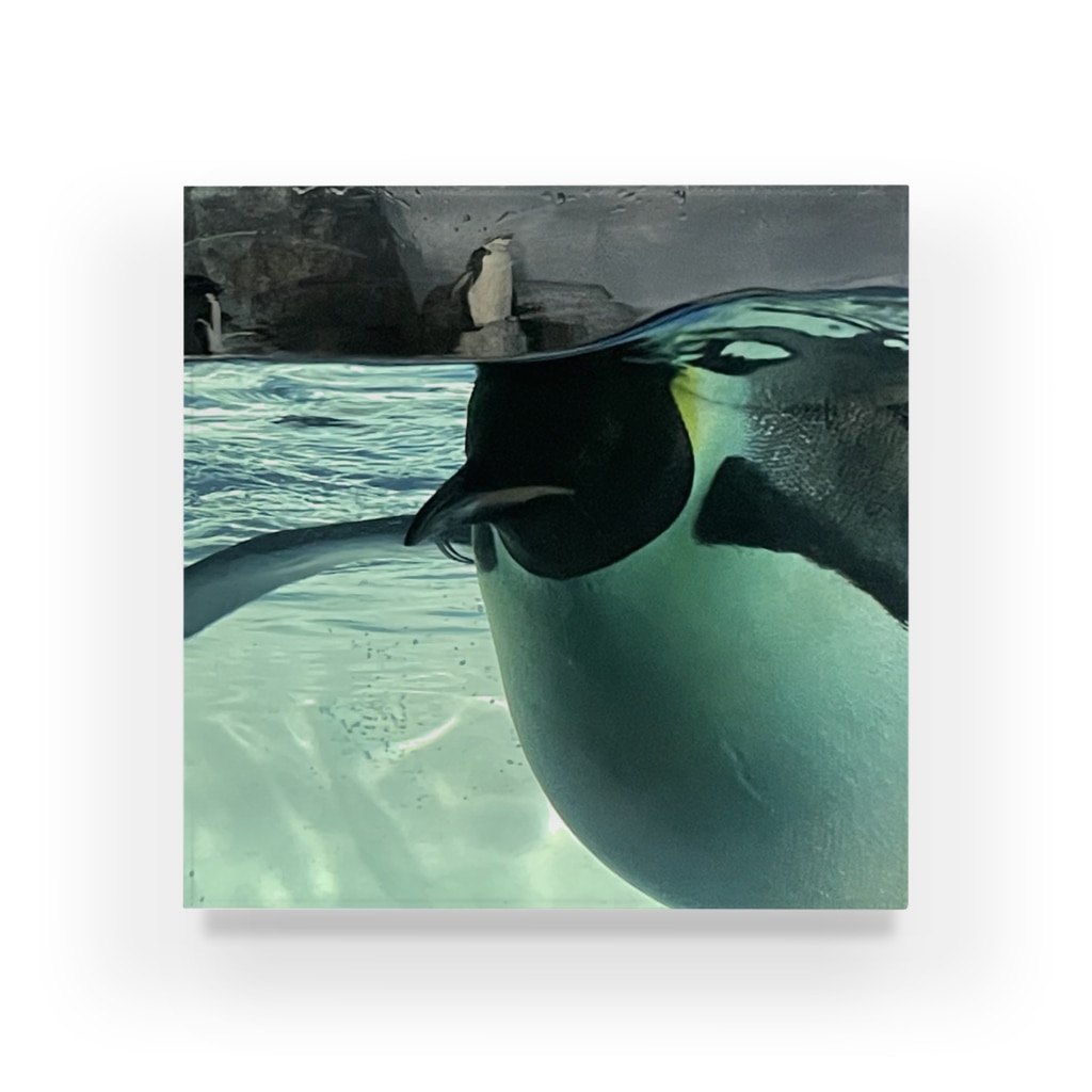 ペンギンの写真のコウテイペンギン　写真　リアル Acrylic Block