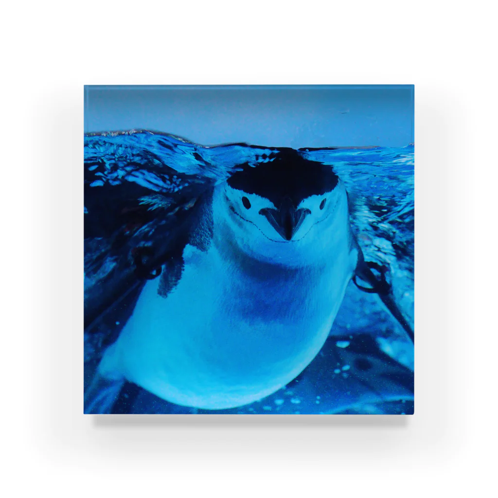 ペンギンの写真のヒゲペンギン　写真　リアル Acrylic Block