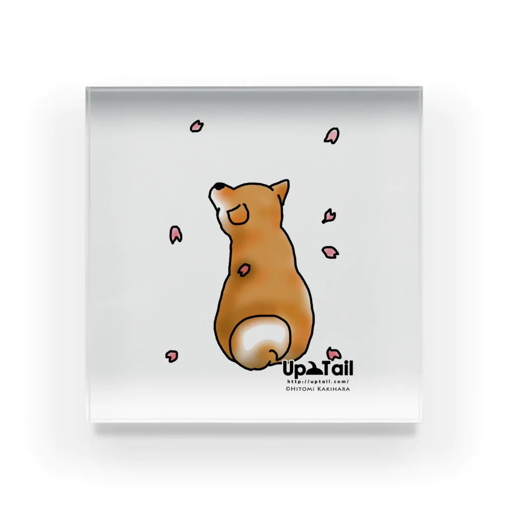 Up Tailの柴犬 Acrylic Block