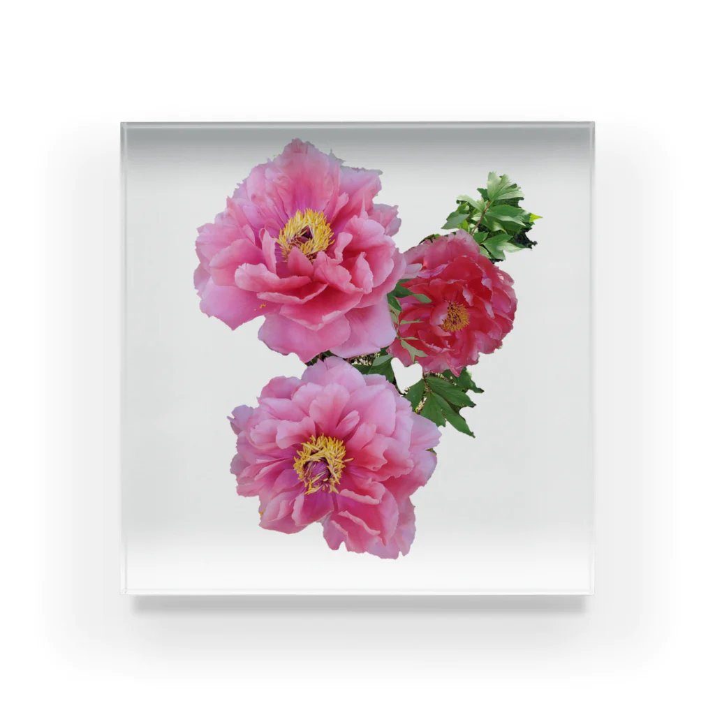 @ya-Shopの牡丹の花 3輪🌺 Acrylic Block
