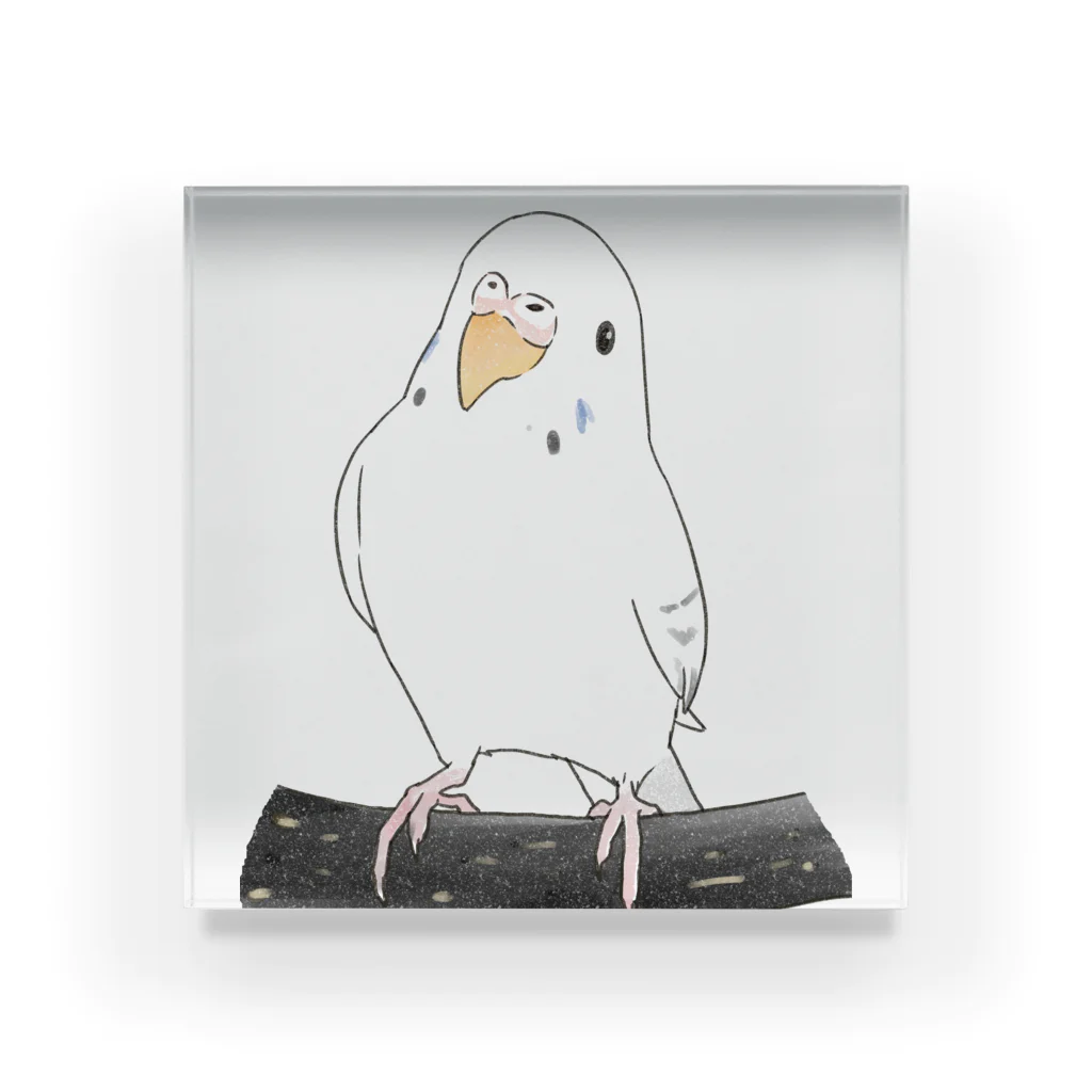 まめるりはことりのまったりセキセイインコちゃん【まめるりはことり】 Acrylic Block