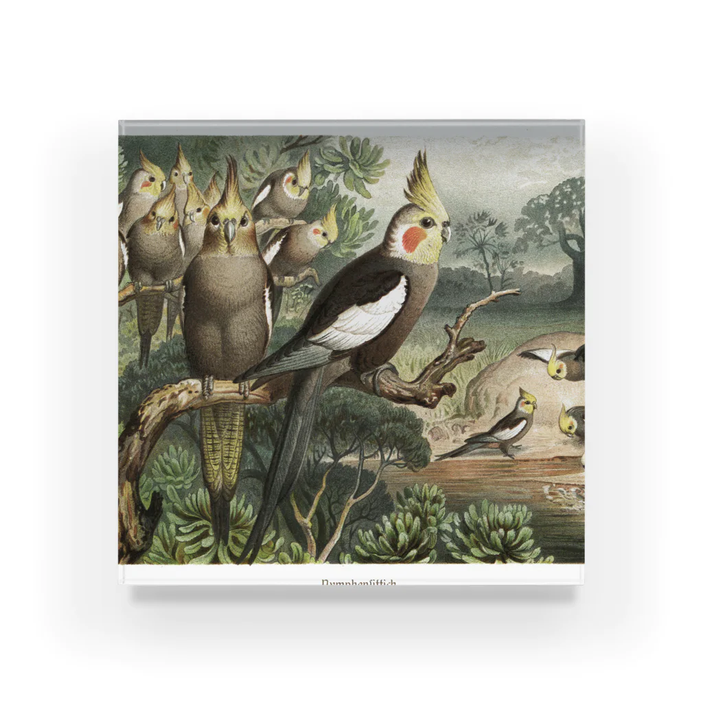 J. Jeffery Print Galleryのオカメインコ Acrylic Block