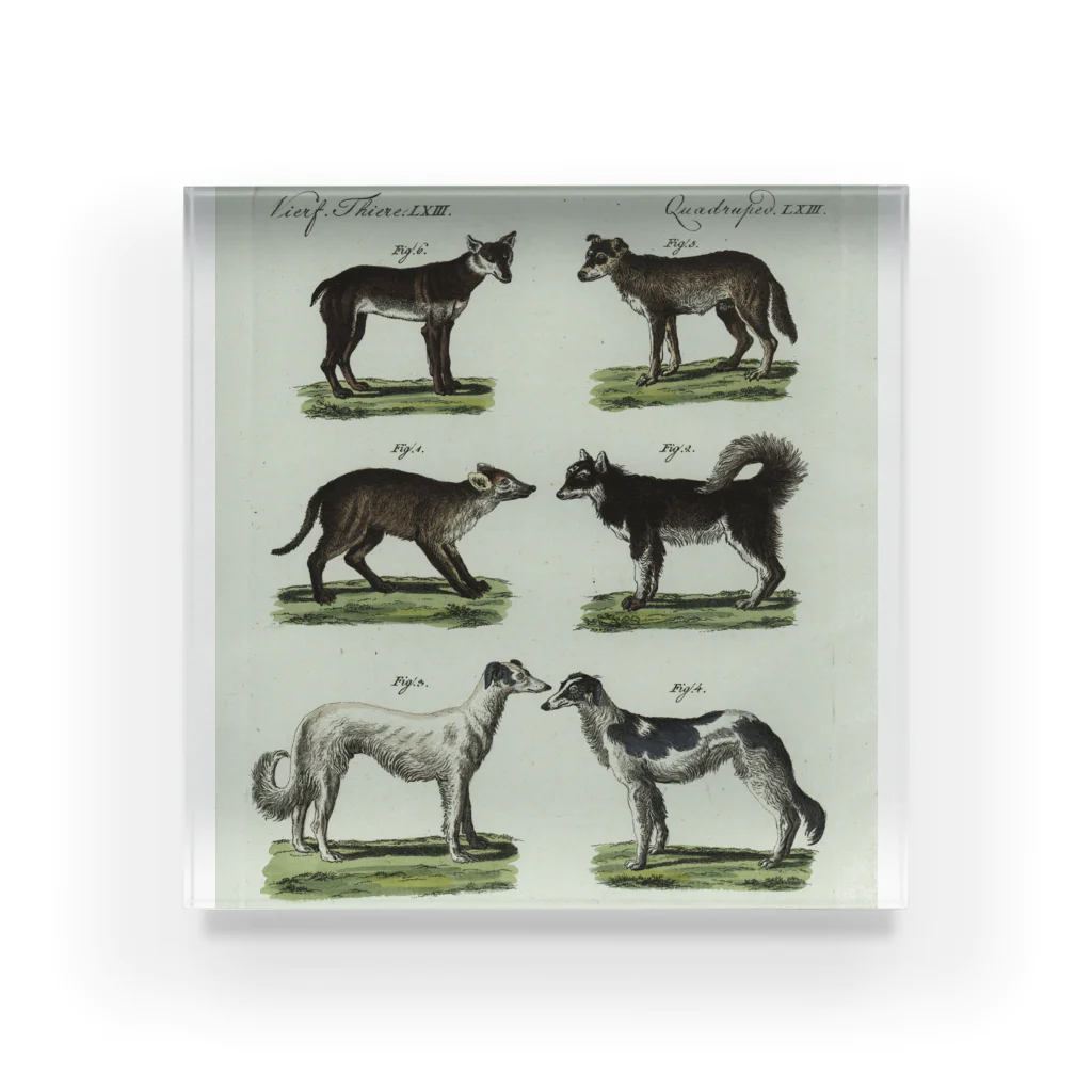 J. Jeffery Print Galleryの1802年ドイツの犬たち Acrylic Block