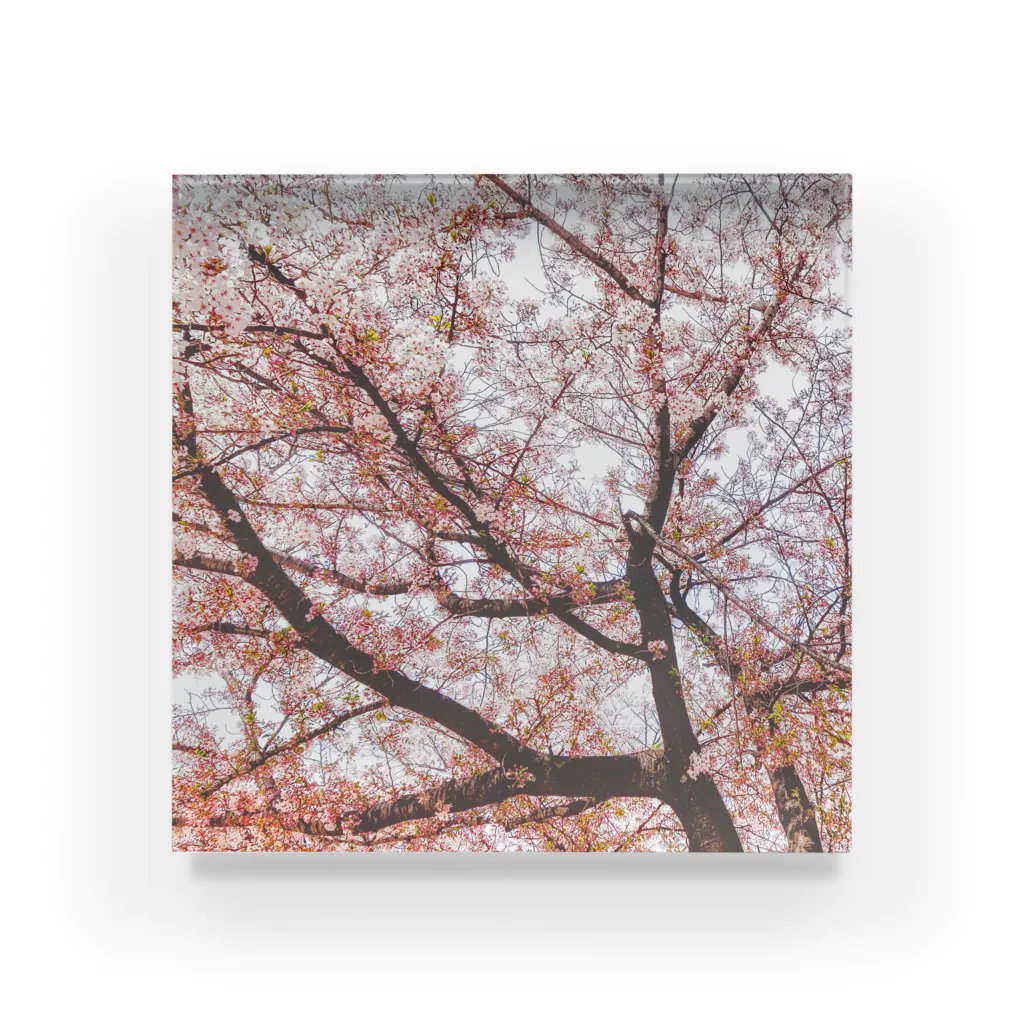 紫鹿庵の桜咲く Acrylic Block