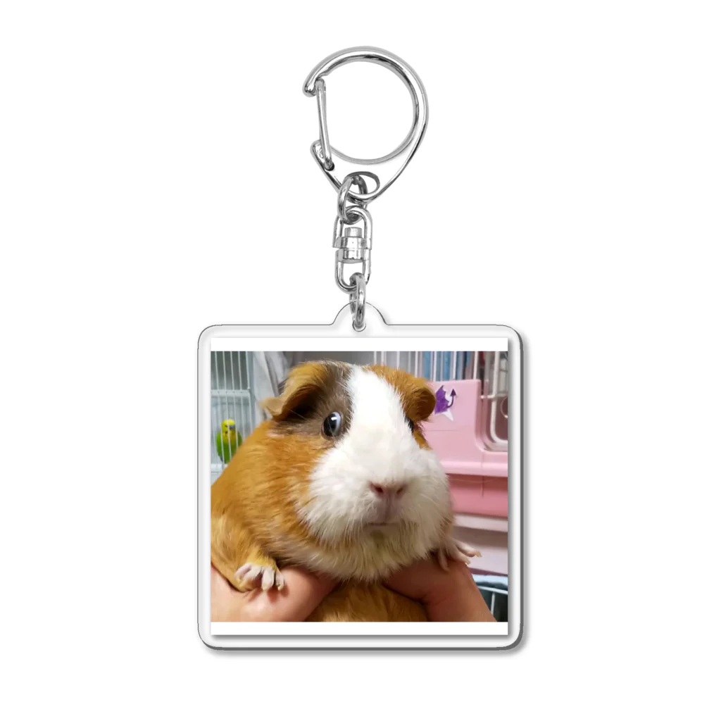 モルモットのミマモル隊のまん丸マルちゃん Acrylic Key Chain