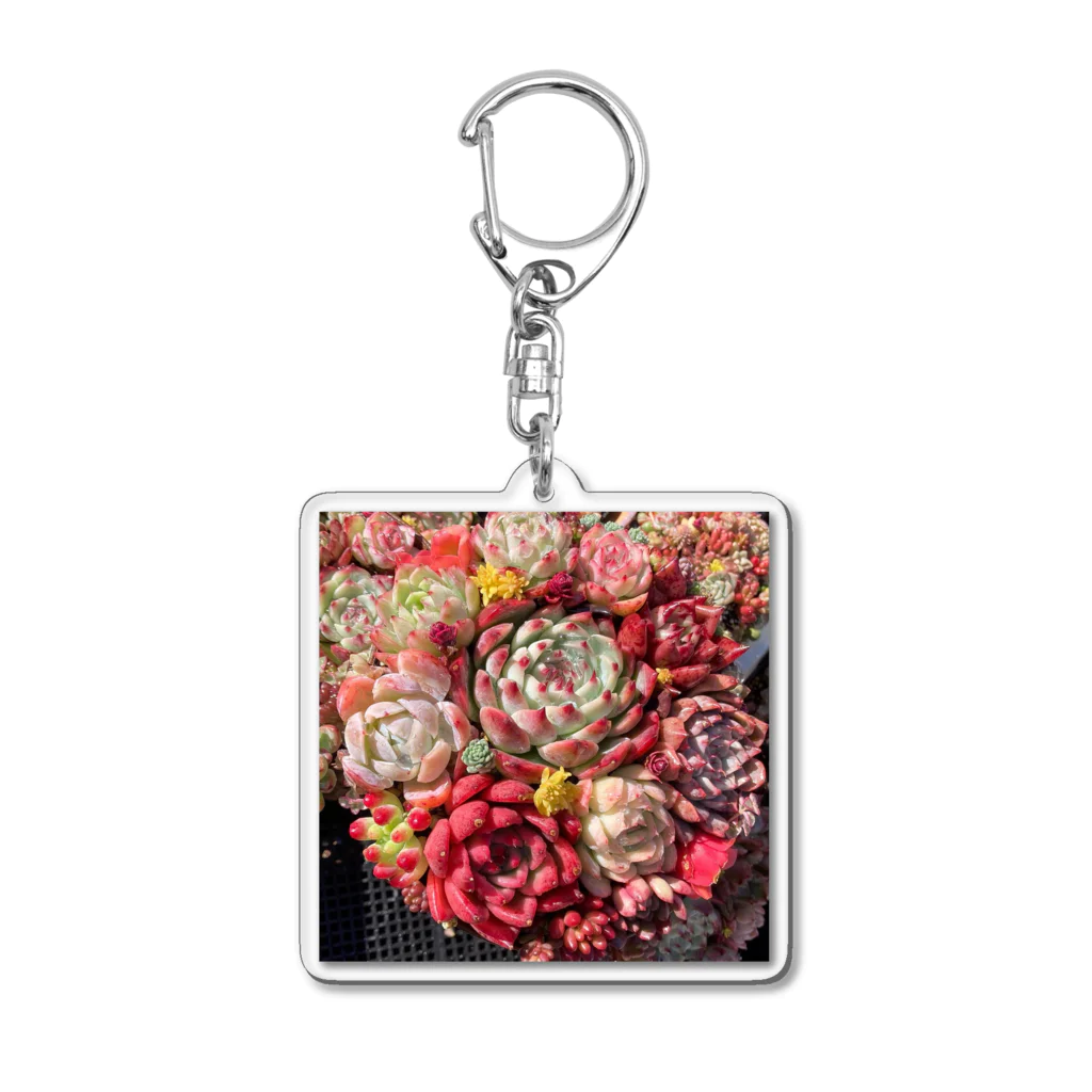 Echeveria_Masterの華やかなエケベリア Acrylic Key Chain