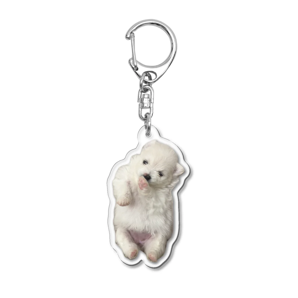 ポメラニアン 🐾 ポメポメしゅーくりむの生後３週間の赤ちゃんポメ（実写） Acrylic Key Chain