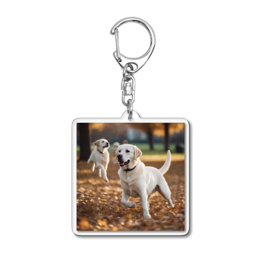 ラブラボの公園で他の犬と遊んでいるラブラドール・レトリーバー 白 犬 ワンちゃん 可愛い ペット 癒やし Acrylic Key Chain