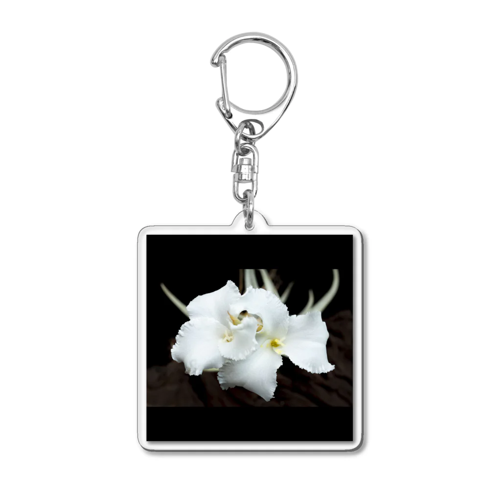 PINEAPPLESのTillandsia xiphioides Acrylic Key Chain