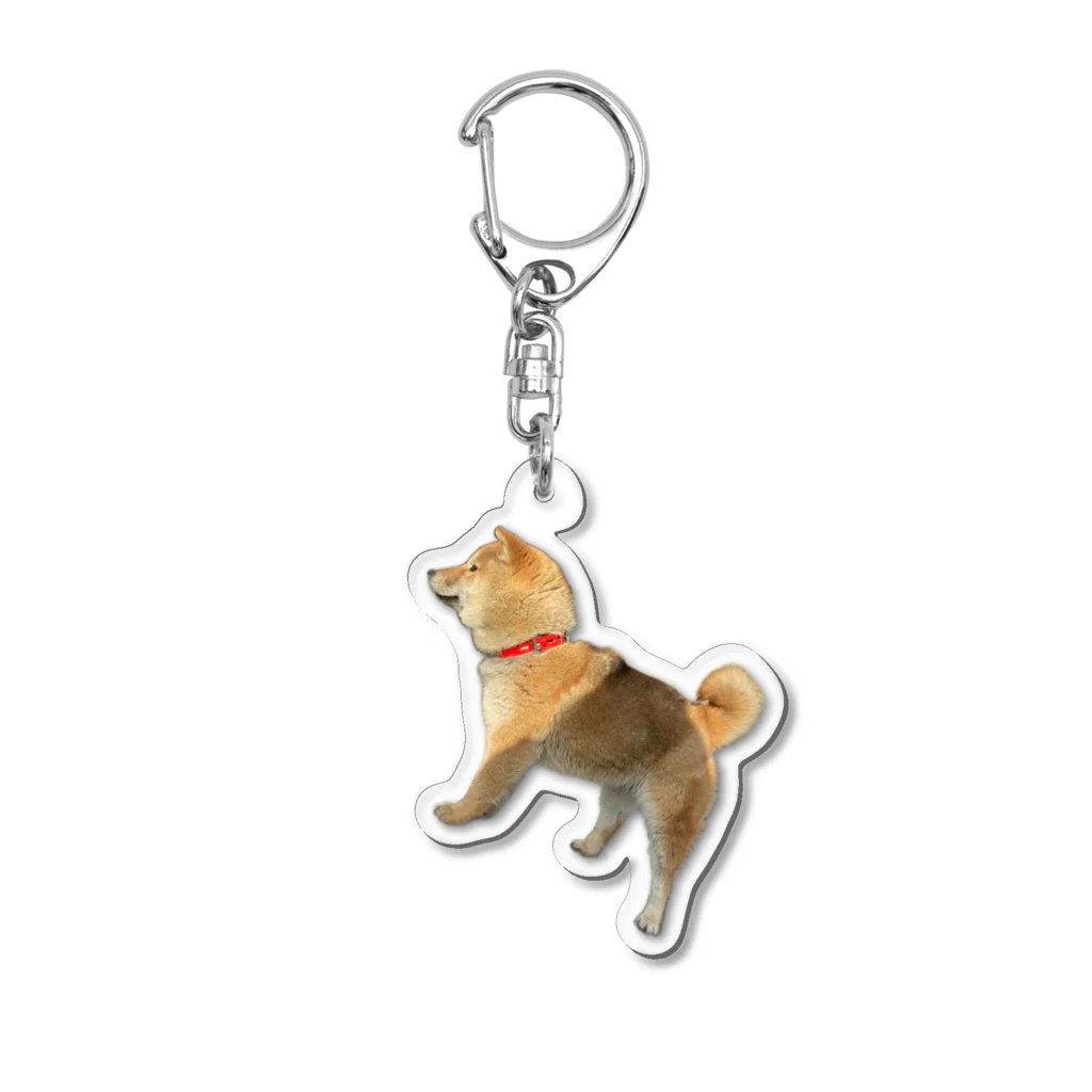 33/96の柴犬まる子(若年) Acrylic Key Chain