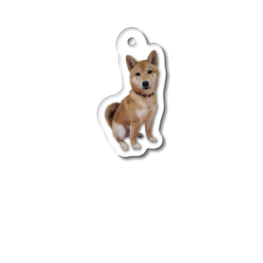 川村さん家の柴犬コロちゃんの柴犬ころちゃん Acrylic Key Chain