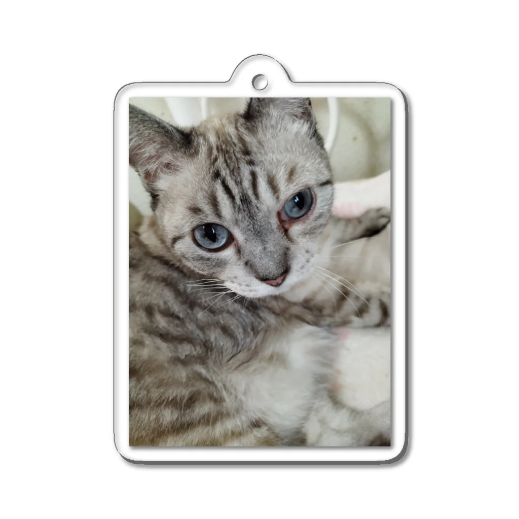 ねこの森でお散歩のフッワフワのシャムミックス Acrylic Key Chain