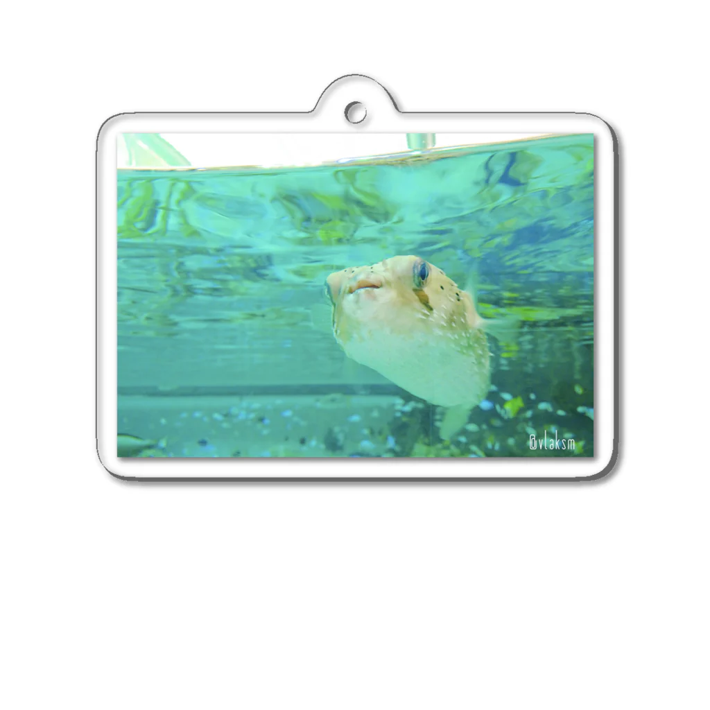 K-aquariumの一生懸命なハリセンボン Acrylic Key Chain