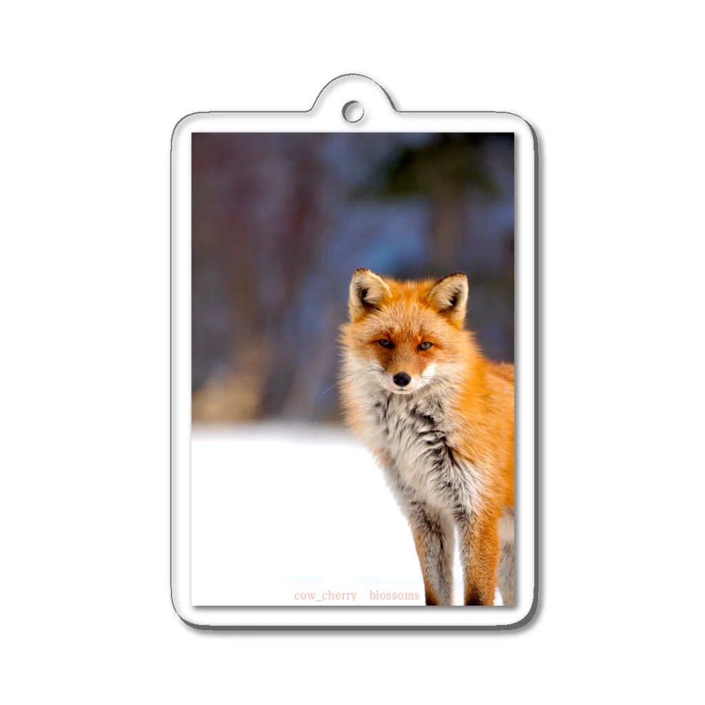 cow_cherry blossomsのNature of Hokkaido(Fox) Acrylic Key Chain