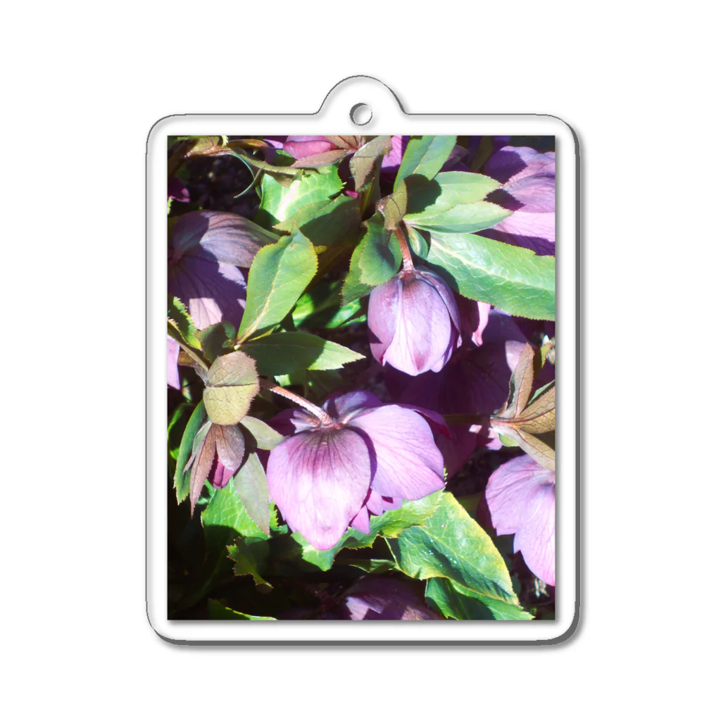  #satisfyingのヘレボルス亜種　(Helleborus)　(クリスマスローズ) アクリルキーホルダー