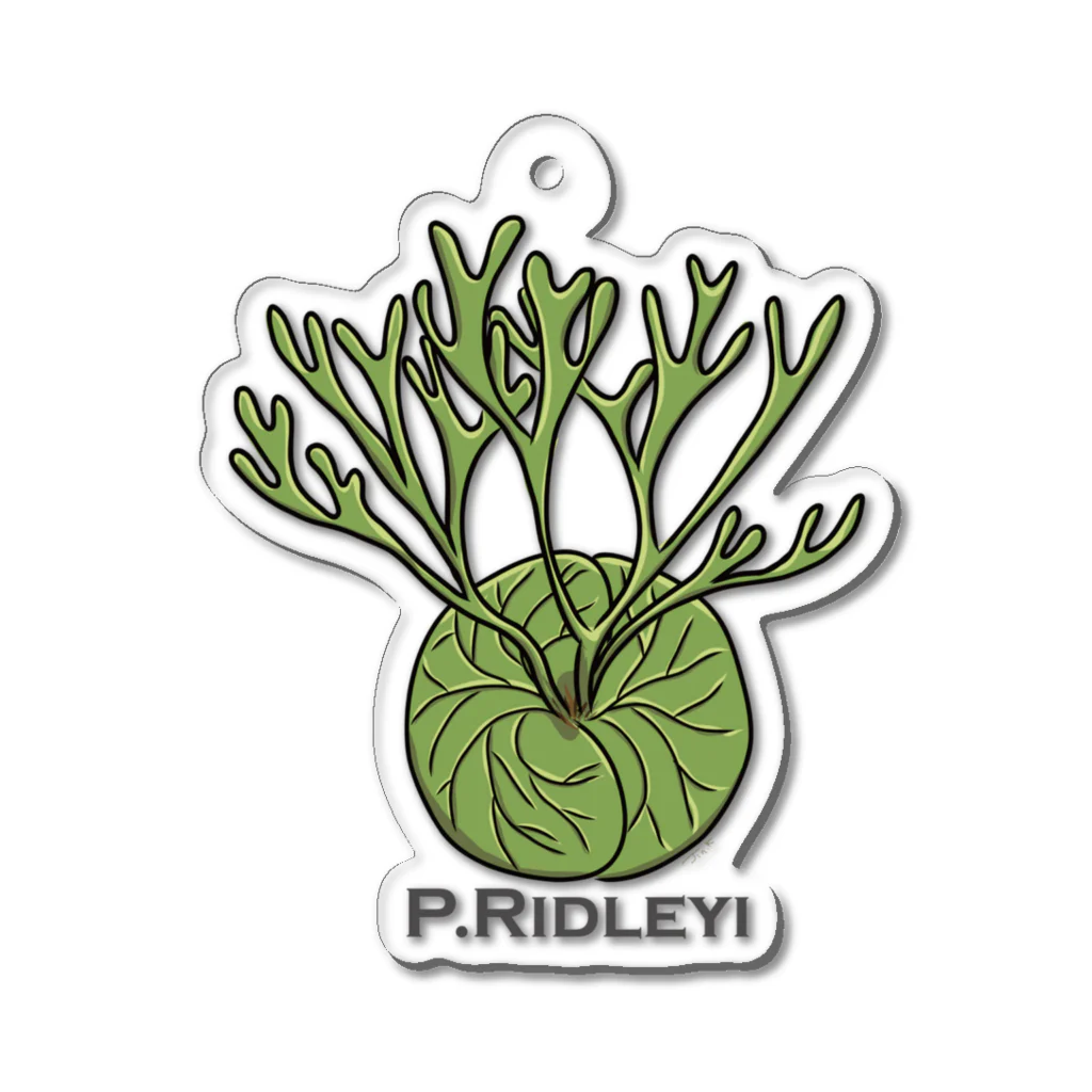 PLANTs　-プランツ-の「リドレE-2」 Acrylic Key Chain