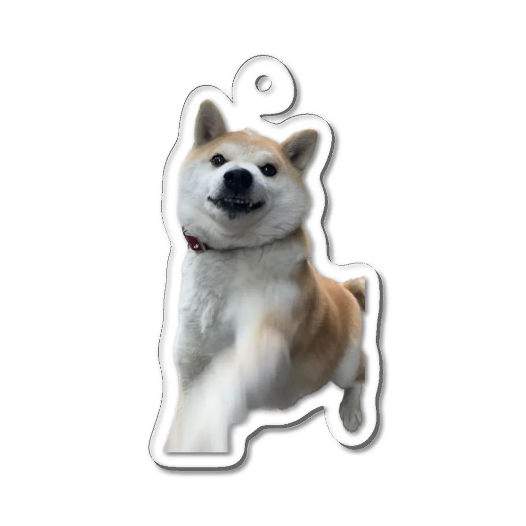 柴犬を愛でる会の悟作 ハイスピードお手 Acrylic Key Chain