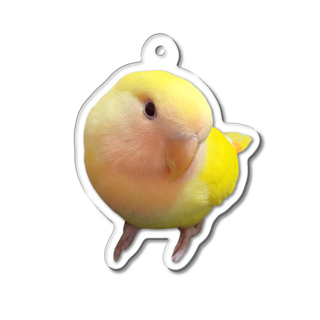 わんぬのチノちゃんアクキー Acrylic Key Chain