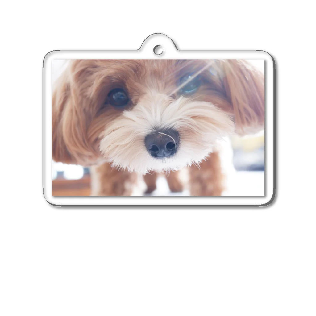 ちゃちゃまるしょっぷ🐶のお目覚め Acrylic Key Chain