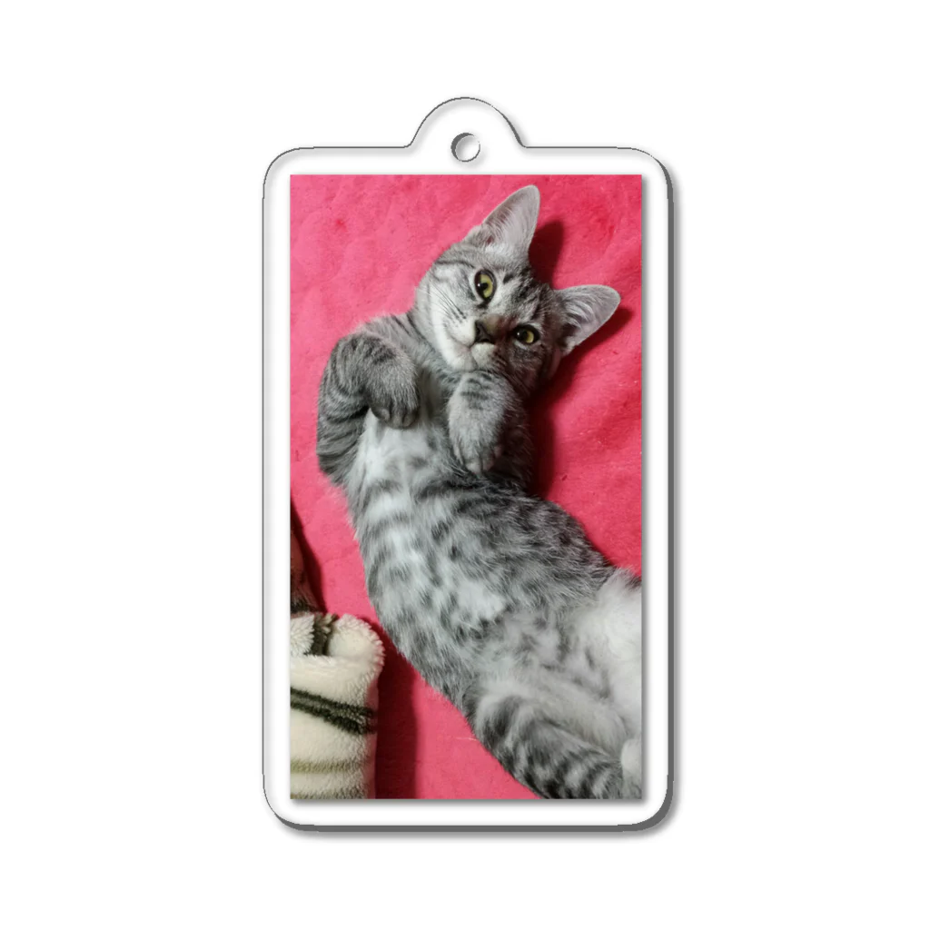 Grayの可愛げがあった頃の猫です｡ Acrylic Key Chain