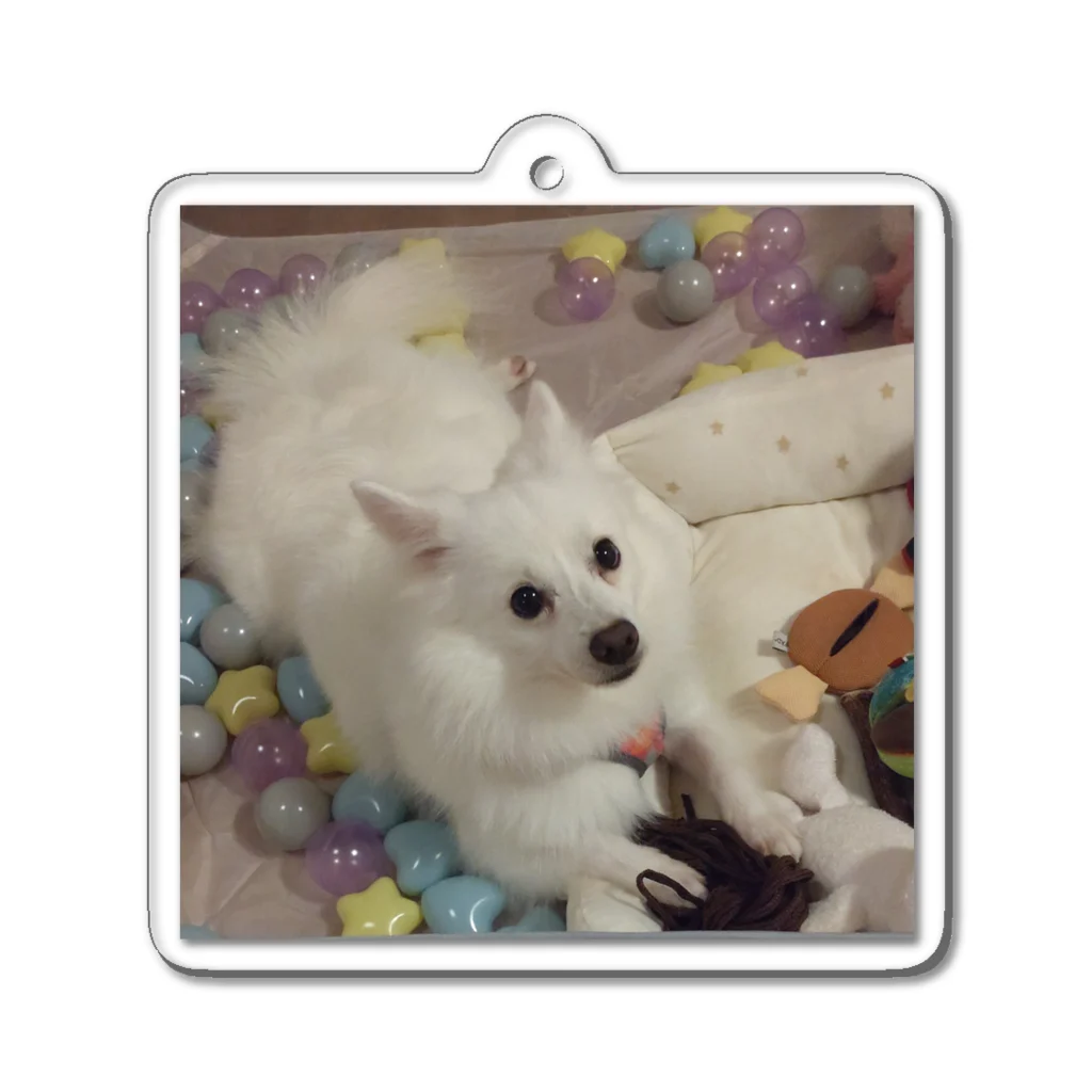 MIPA♥の愛犬パールグッズ　Mipa♥日本スピッツ Acrylic Key Chain
