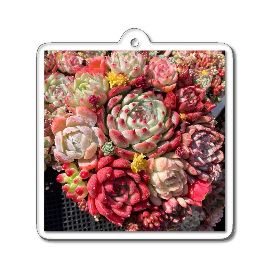 Echeveria_Masterの華やかなエケベリア Acrylic Key Chain