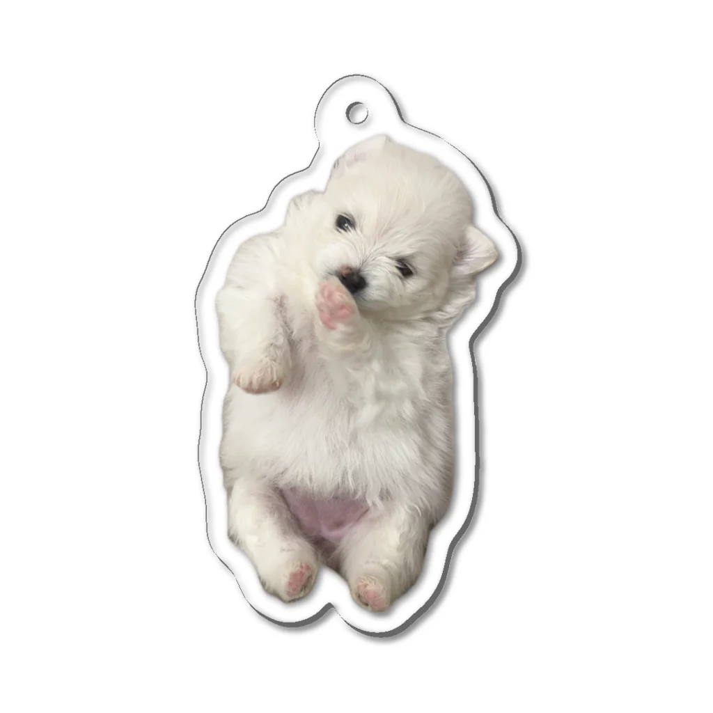 ポメラニアン 🐾 ポメポメしゅーくりむの生後３週間の赤ちゃんポメ（実写） Acrylic Key Chain