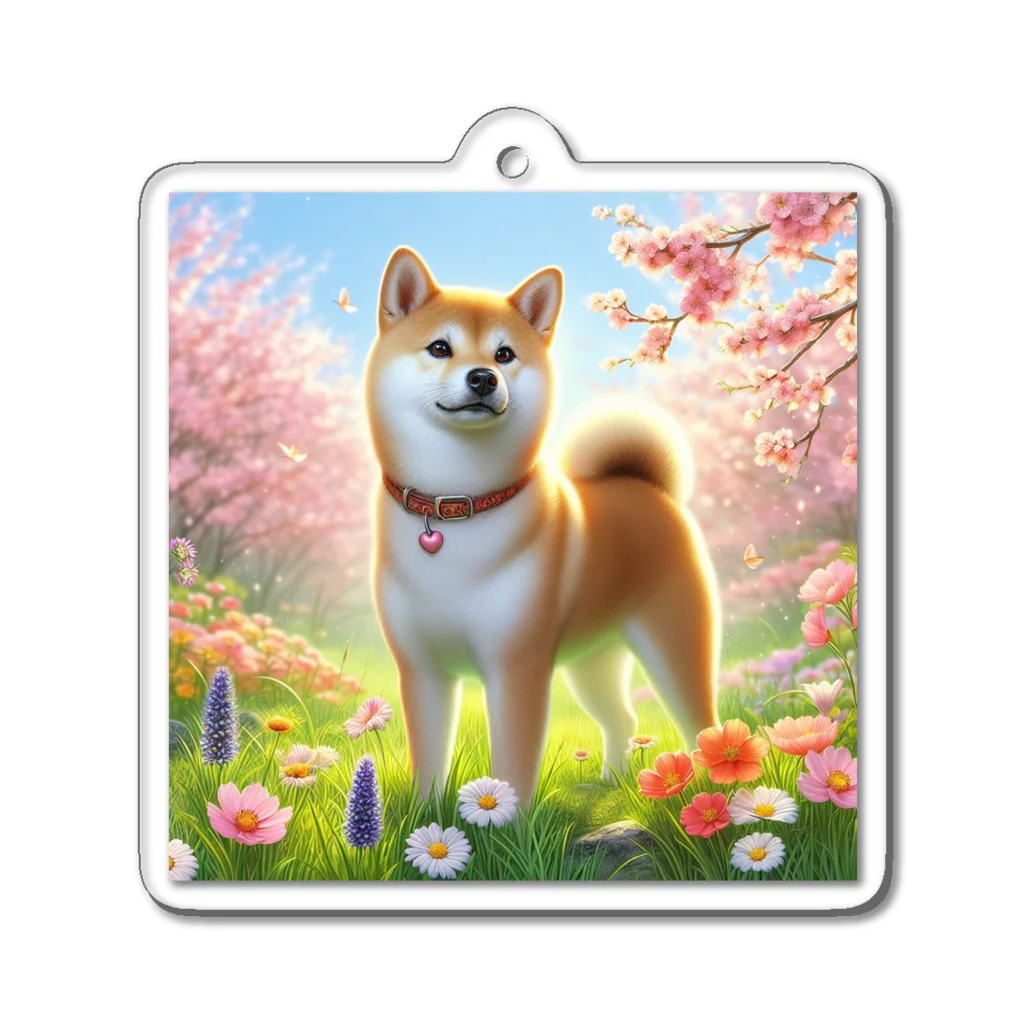 ANTARESの春の柴犬の冒険 Acrylic Key Chain