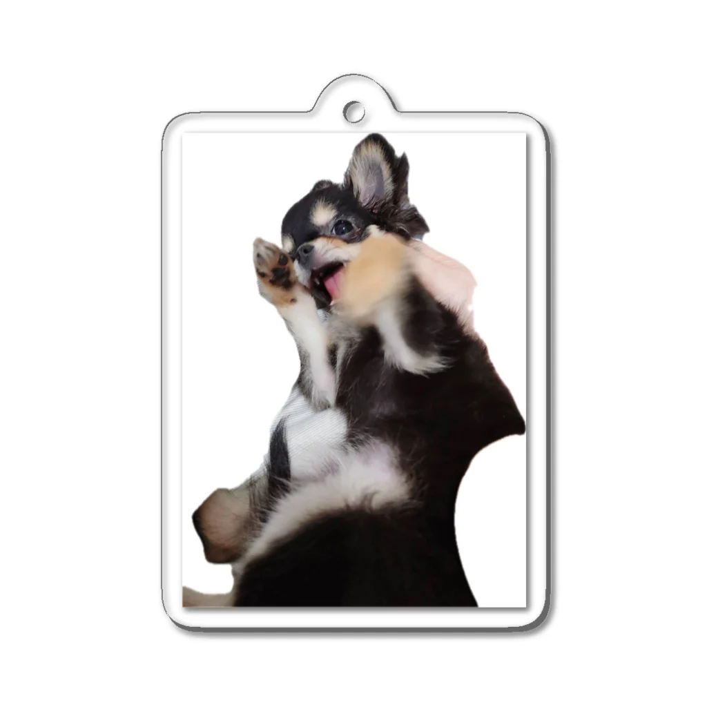 我が家の愛犬の我が家のアイドル犬ラキ Acrylic Key Chain