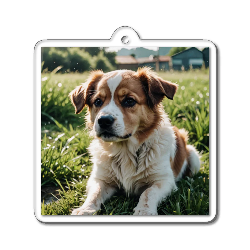 kokin0の草むらで斜めを見つめる犬 dog looking for the anywhere Acrylic Key Chain